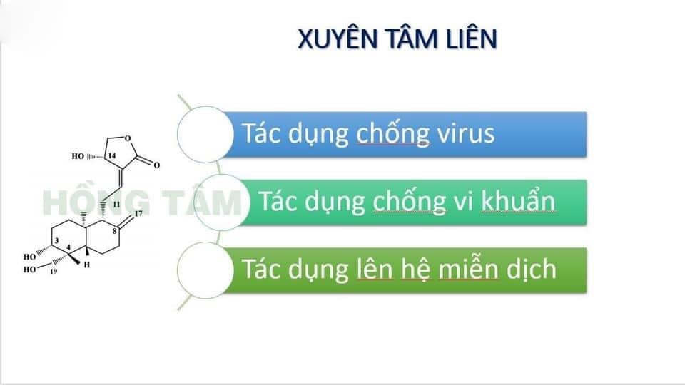 Viên uống Xuyên Tâm Liên Đông Trùng Hạ Thảo Đông Y Hồng Tâm chính hãng - 8938529135168