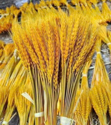 1 Bó Bông Lúa - 1BBNGLA